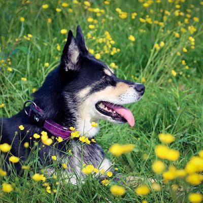 Hurtta Cane Collare Casual Rosso Sottobosco