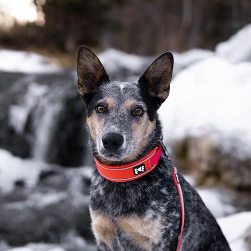 Hurtta Cane Collare Weekend Warrior Rosa Canina