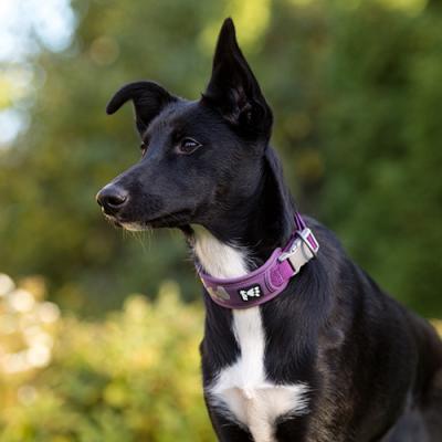 Hurtta Cane Collare Weekend Warrior Rosa Canina