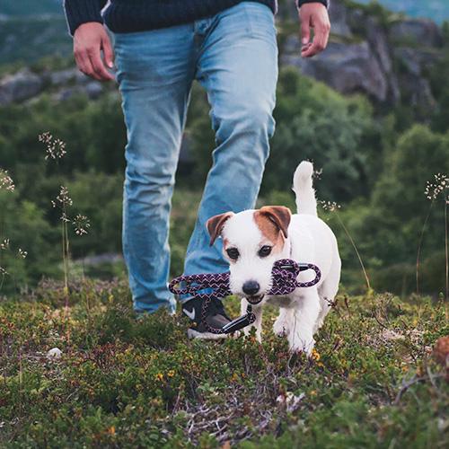 Hurtta Cane Guinzaglio Casual ROPE Viola Vinaccia