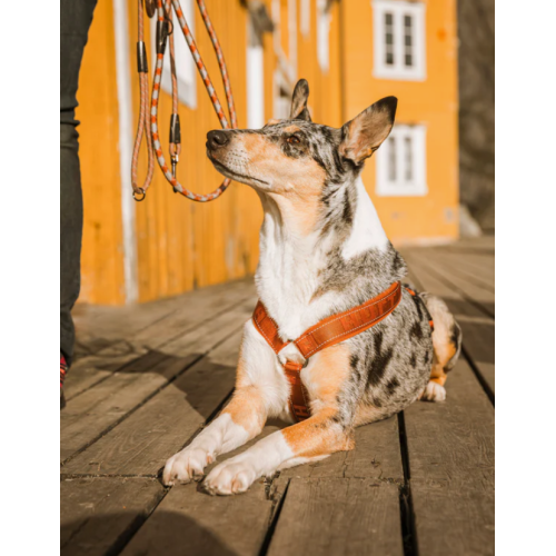Hurtta Cane Pettorina Casual Y Viola Vinaccia