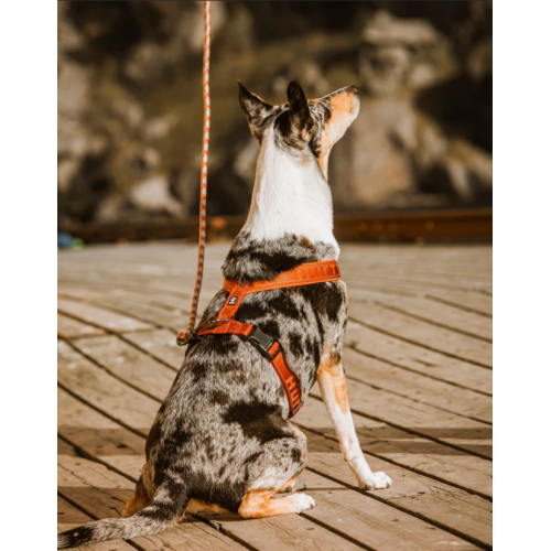Hurtta Cane Pettorina Casual Y Viola Vinaccia