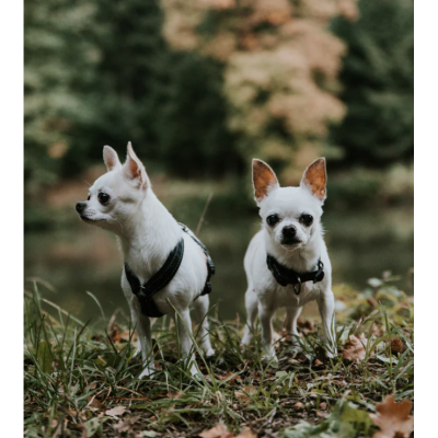 Hurtta Cane Pettorina Casual Y Rosso Sottobosco