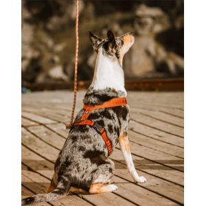 Hurtta Cane Pettorina Casual Y Nero 2