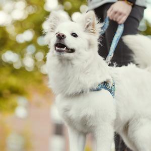 Hurtta Pettorina Cane Razzle Dazzle Nordic Lampone 2