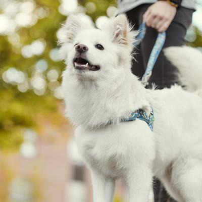 Hurtta Pettorina Cane Razzle Dazzle Nordic Lampone