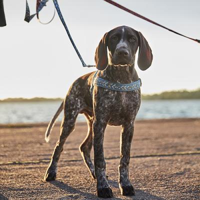Hurtta Pettorina Cane Razzle Dazzle Nordic Verde Siepe