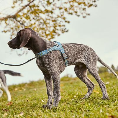 Hurtta Pettorina Cane Razzle Dazzle Nordic Verde Siepe