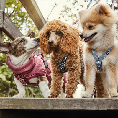 Hurtta Pettorina Cane Razzle Dazzle Y (Ad H) Lampone