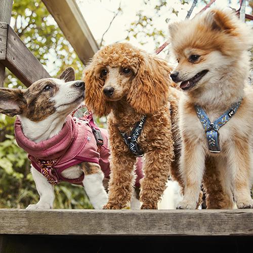 Hurtta Pettorina Cane Razzle Dazzle Y (Ad H) Verde Siepe