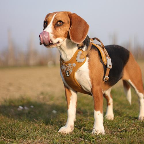 Hurtta Cane Pettorina Weekend Warrior Nero