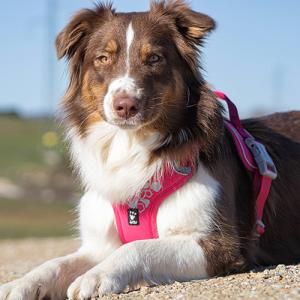 Hurtta Cane Pettorina Weekend Warrior Desert 2
