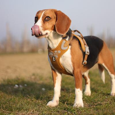 Hurtta Cane Pettorina Weekend Warrior Desert