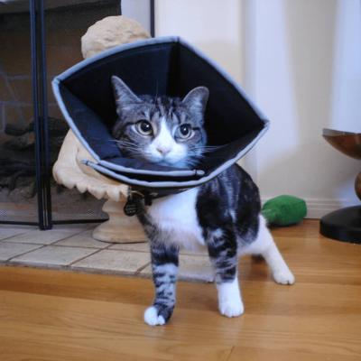 Collare Comfy Cone XSmall 11cm