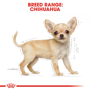 Royal Canin Cane Chihuahua Puppy 2