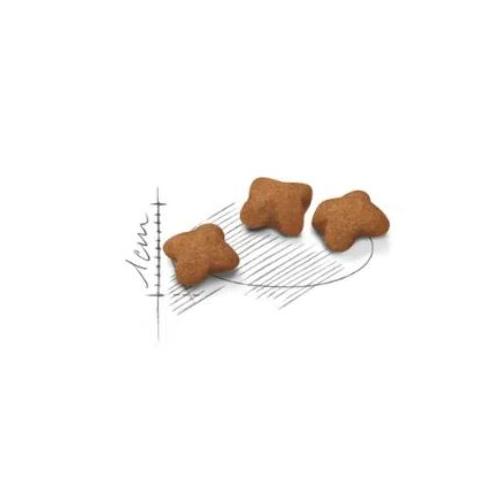 Royal Canin Gatto Kitten Sterilizzato