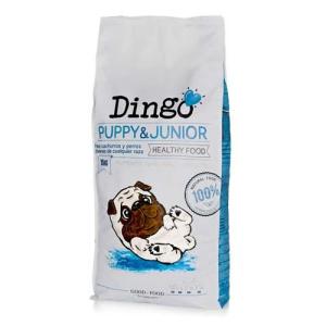Dingo Cane Puppy & Junior