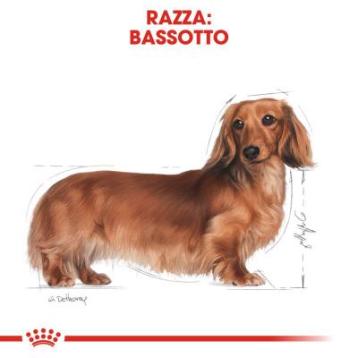 Royal Canin Cane Bassotto Dachshund Adulto