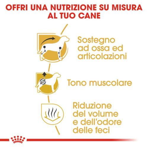 Royal Canin Cane Bassotto Dachshund Adulto