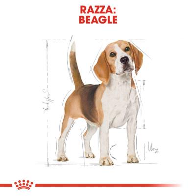 Royal Canin Cane Beagle Adulto