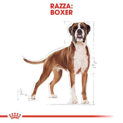 Royal Canin Cane Boxer Adulto