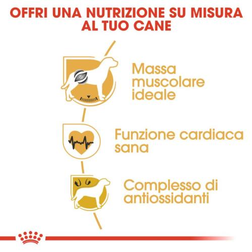 Royal Canin Cane Boxer Adulto