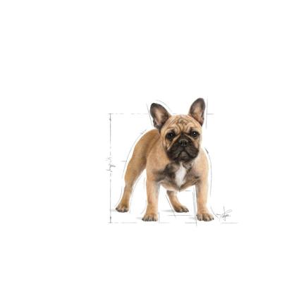 Royal Canin Cane Bulldog Francese Adulto