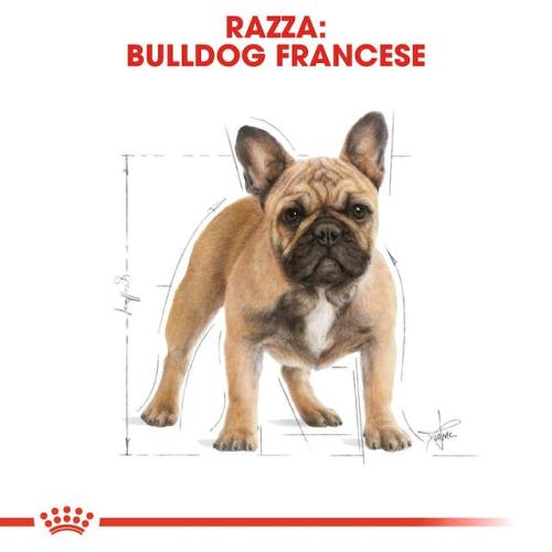 Royal Canin Cane Bulldog Francese Adulto
