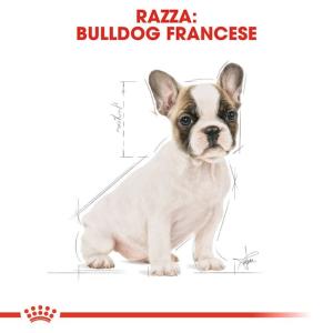 Royal Canin Cane Bulldog Francese Puppy 2