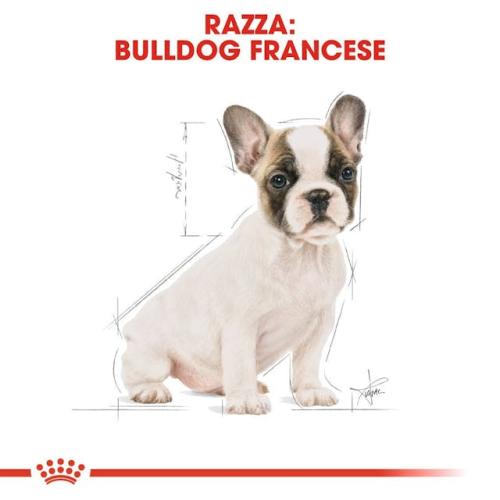 Royal Canin Cane Bulldog Francese Puppy