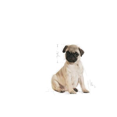 Royal Canin Cane Carlino Puppy