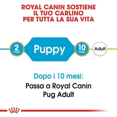 Royal Canin Cane Carlino Puppy