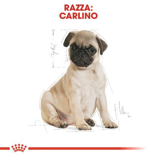 Royal Canin Cane Carlino Puppy