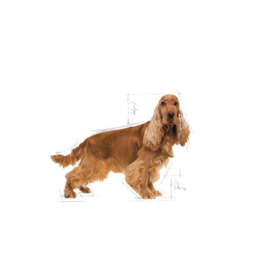 Royal Canin Cane Cocker Adulto