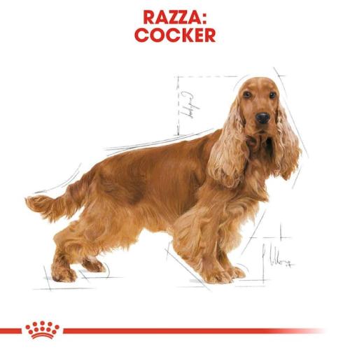 Royal Canin Cane Cocker Adulto