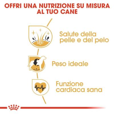 Royal Canin Cane Cocker Adulto