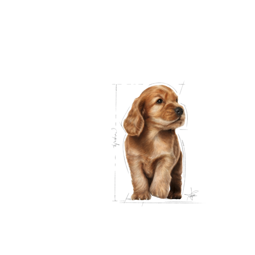 Royal Canin Cane Cocker Puppy 3 Kg