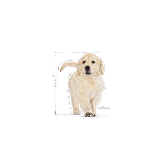 Royal Canin Cane Golden Retriever Puppy