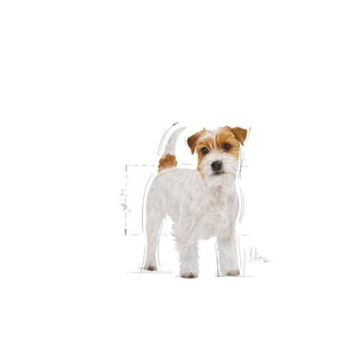 Royal Canin Jack Russel Adulto