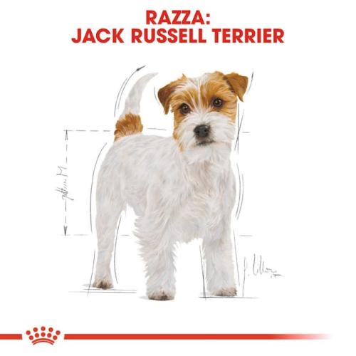 Royal Canin Jack Russel Adulto