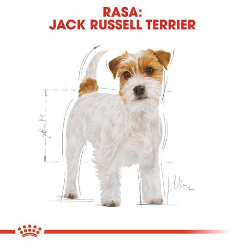 Royal Canin Jack Russel Adulto