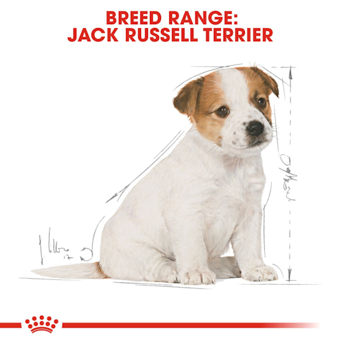 Royal Canin Jack Russel Puppy 1,5 Kg