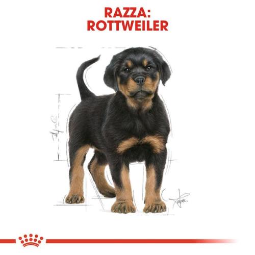 Royal Canin Cane Rottweiler Puppy 12 Kg