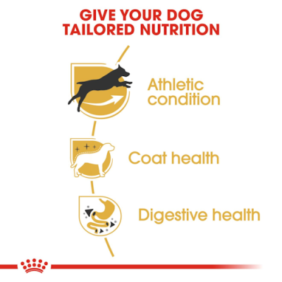 Royal Canin Cane Setter Adulto 12 Kg