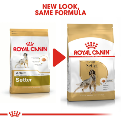 Royal Canin Cane Setter Adulto 12 Kg