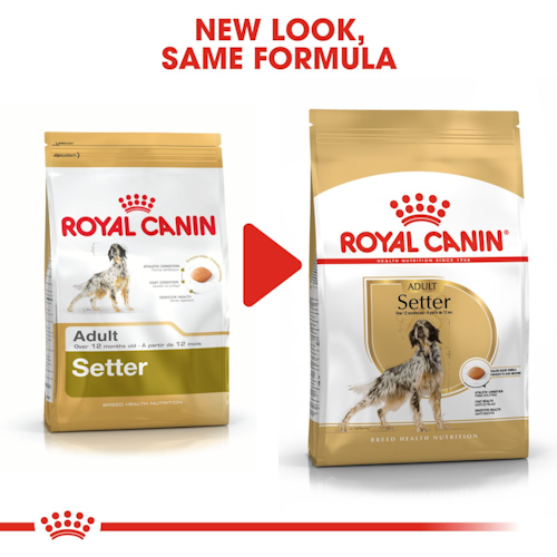 Royal Canin Cane Setter Adulto 12 Kg