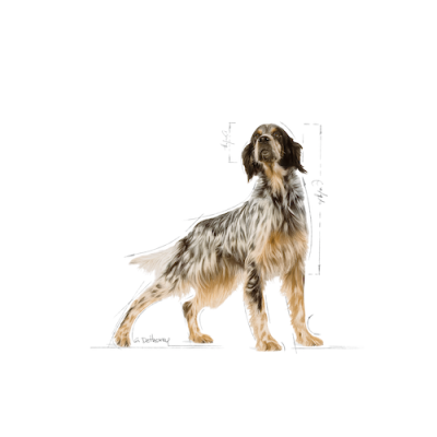 Royal Canin Cane Setter Adulto 12 Kg