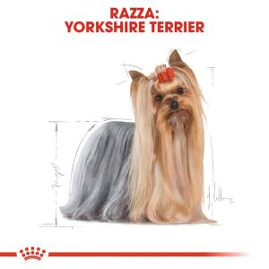 Royal Canin Cane Yorkshire Adulto 85 Gr 2