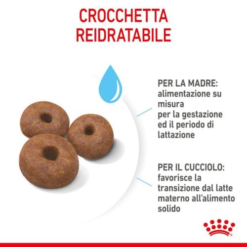 Royal Canin Cane Giant Starter Mother & BabyDog