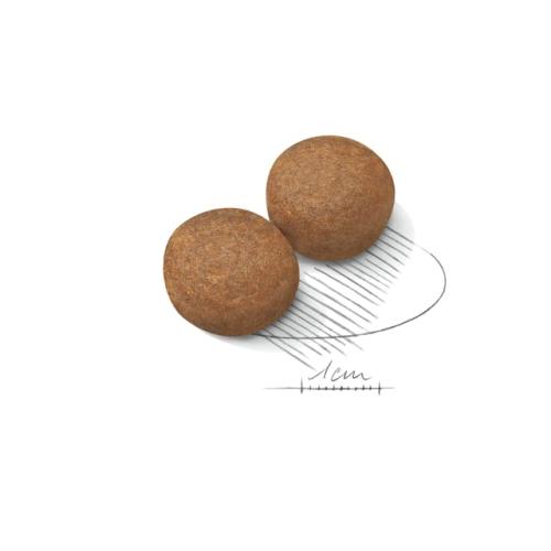 Royal Canin Cane Maxi Adulto